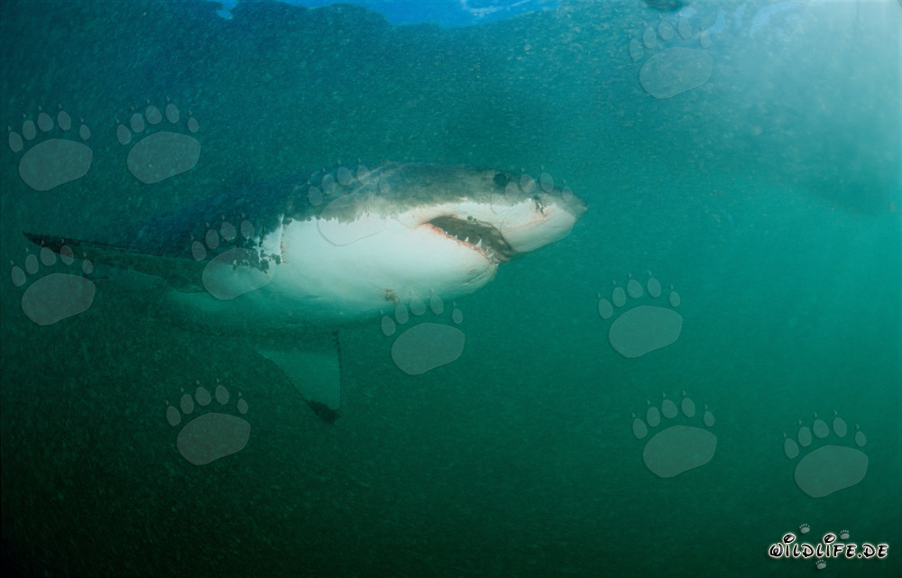 Majestic Great White Shark at Geyser Rock in South Africa