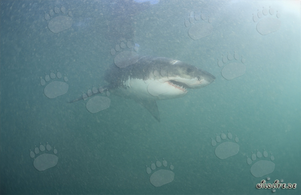 Great White Shark in the Area of Fur Seals