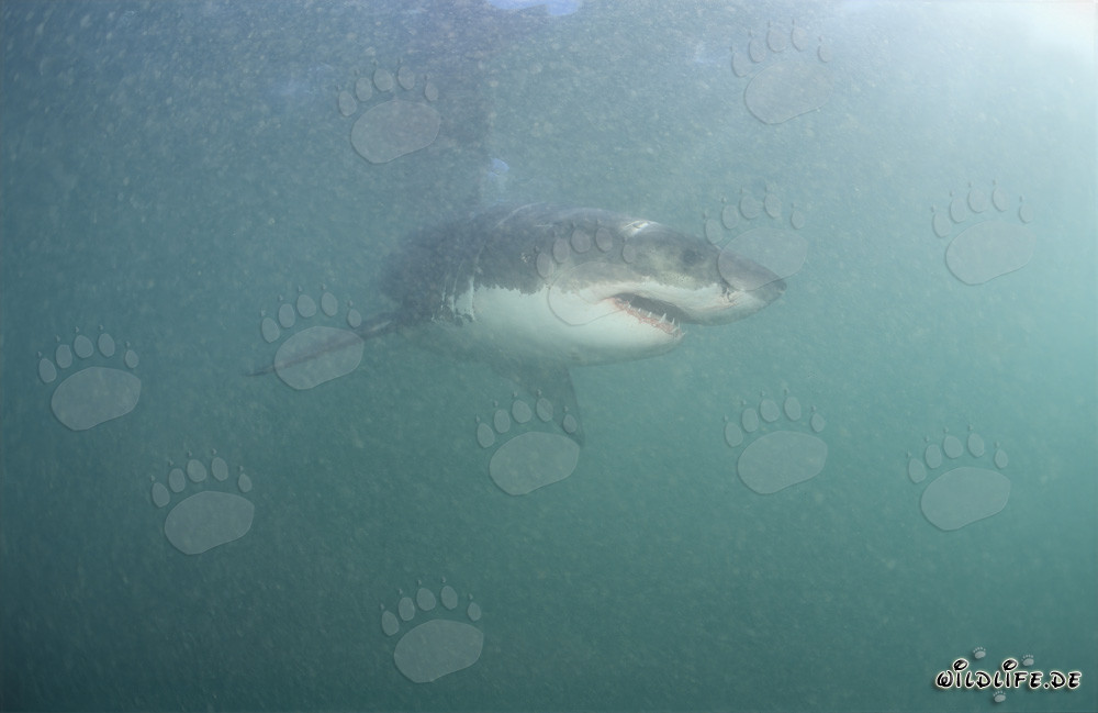 Requin blanc dans la région des otaries à fourrure