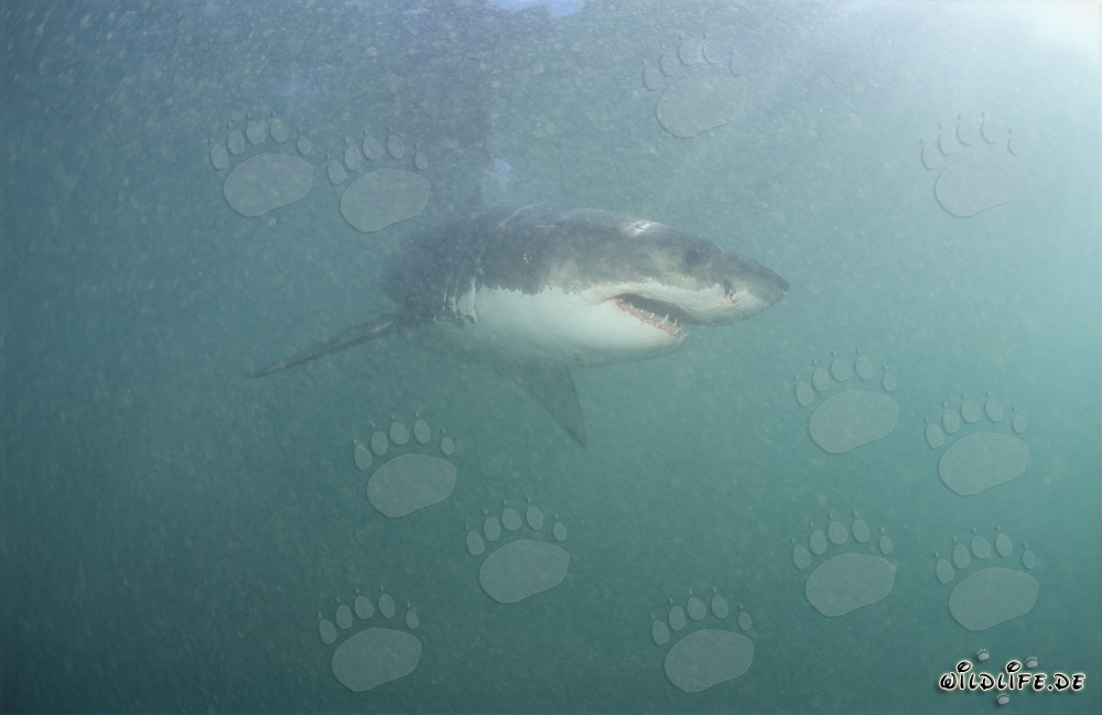 Tiburón blanco en la zona de los lobos marinos