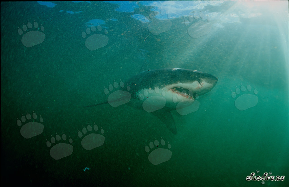 Grand requin blanc devant l'île de Dyer