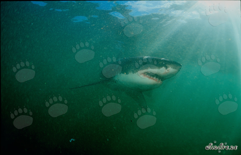 Great White Shark in front of Dyer Island