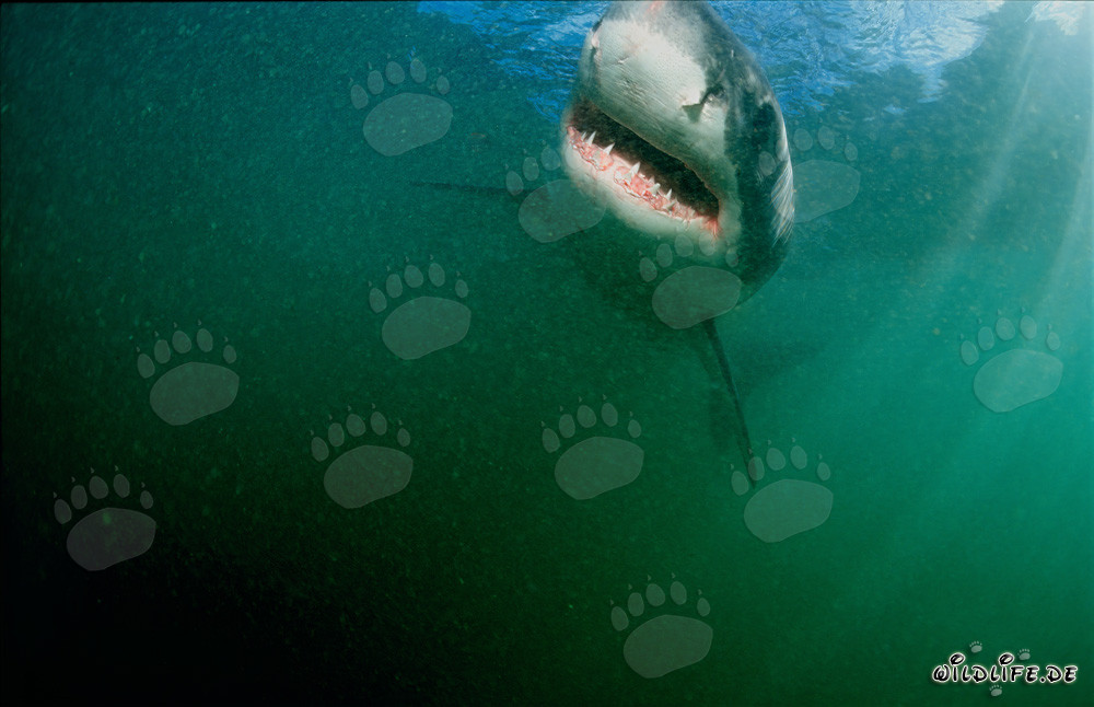 Majestic Great White Shark off the Coast of South Africa