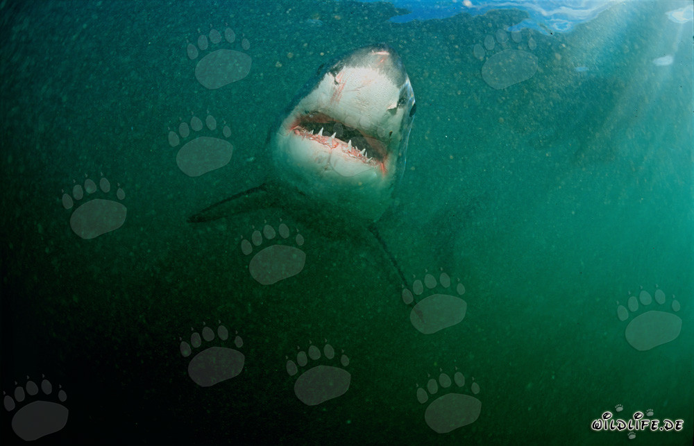 Grand requin blanc impressionnant devant Geyser Rock en Afrique du Sud