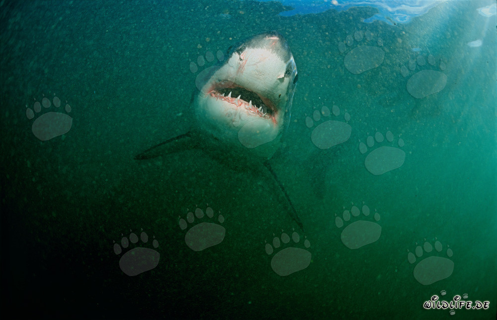 Impressive Great White Shark in front of Geyser Rock in South Africa