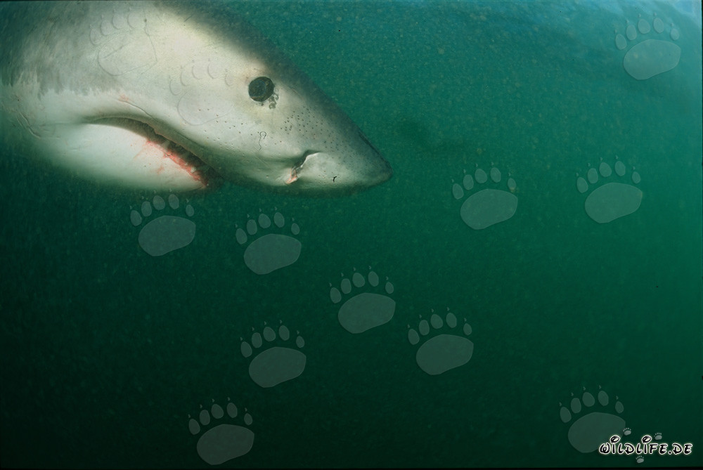 Portrait imposant d'un majestueux grand requin blanc