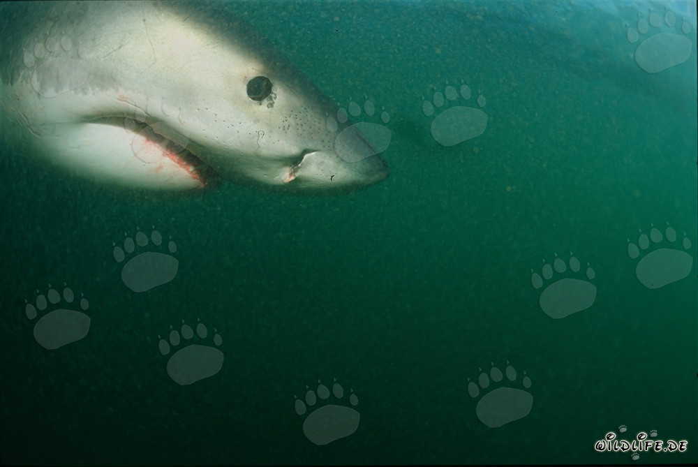 Impressive portrait of a majestic white shark