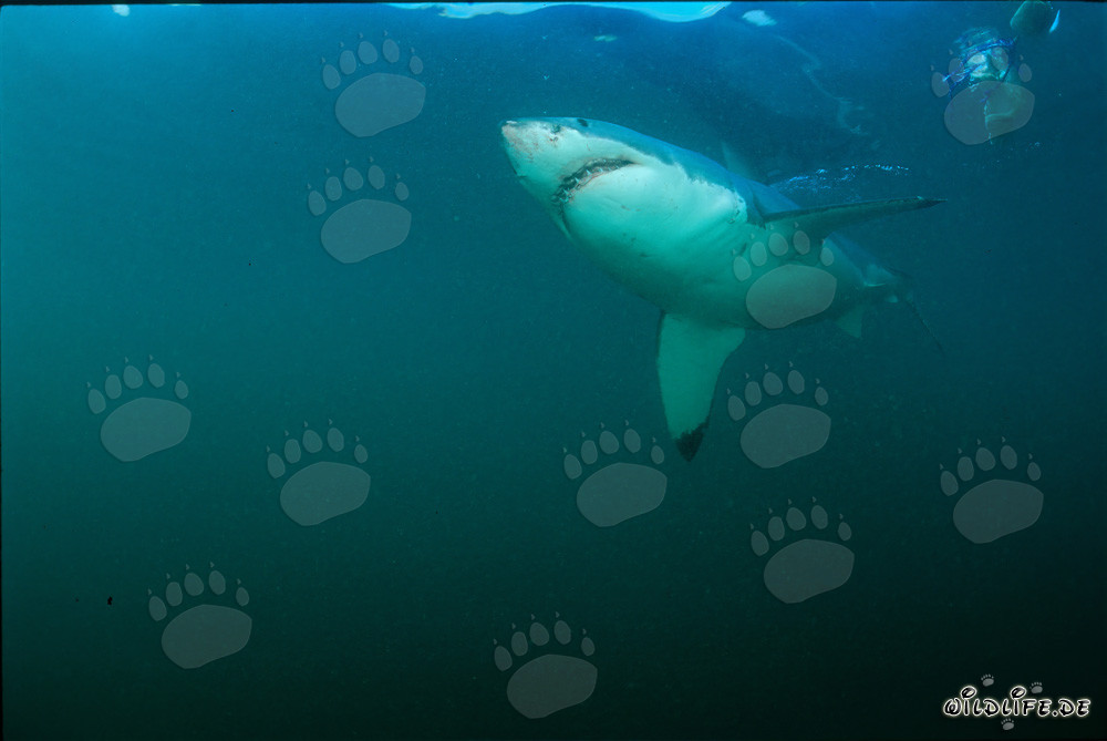 Great White Shark observing large colony of South African fur seals in front of Geyser Rock