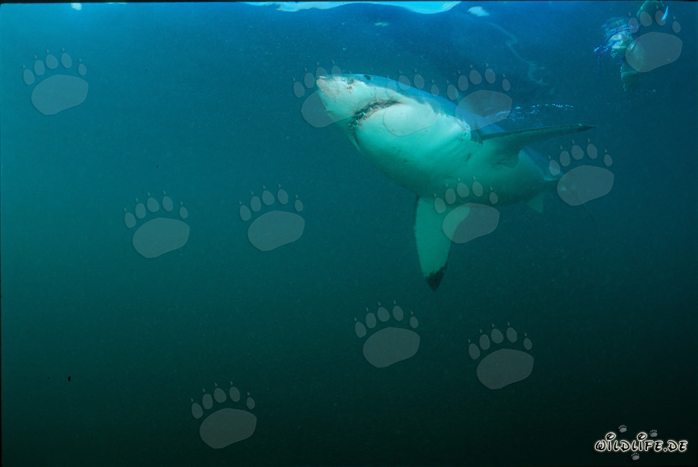 Requin blanc observant une grande colonie de phoques sud-africains sur Geyser Rock