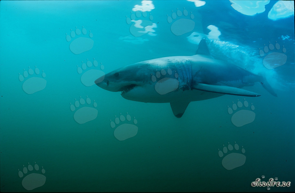 Impressive Great White Shark Swimming in Front of Geyser Rock - Great White Shark