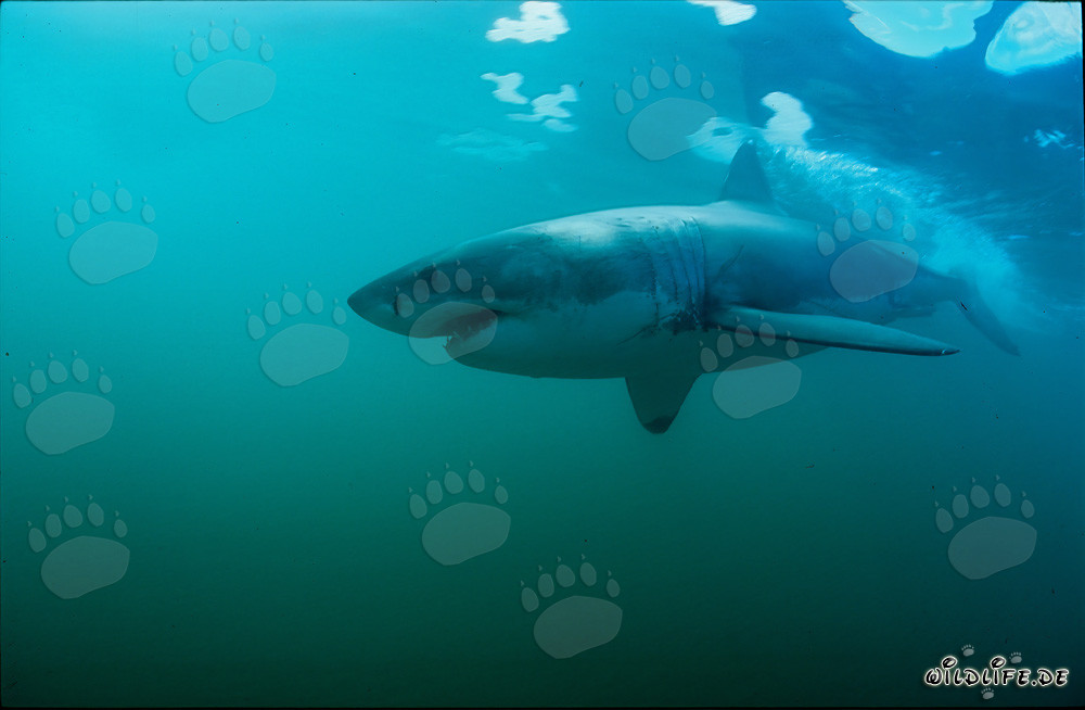 Imponente squalo bianco nuota di fronte a Geyser Rock - Grande squalo bianco