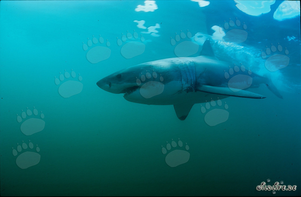 Gran tiburón blanco imponente nada frente a Geyser Rock - Gran tiburón blanco