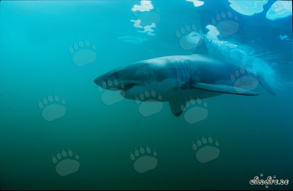 Imposanter Weißer Hai schwimmt vor Geyser Rock - Großer Weißer Hai