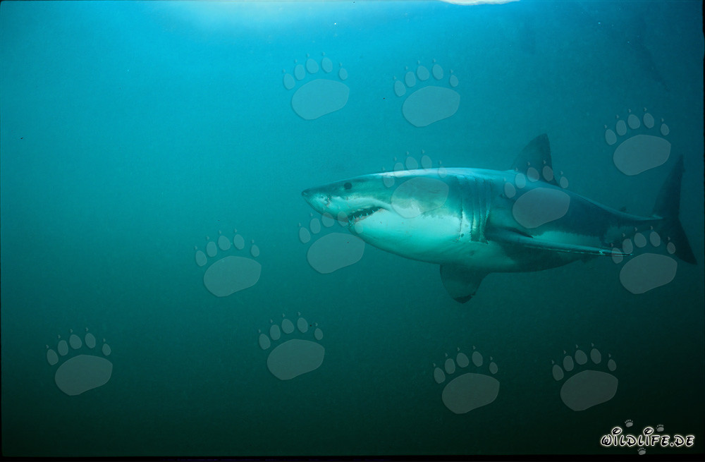 Grand requin blanc fascinant au large de la côte sud-africaine