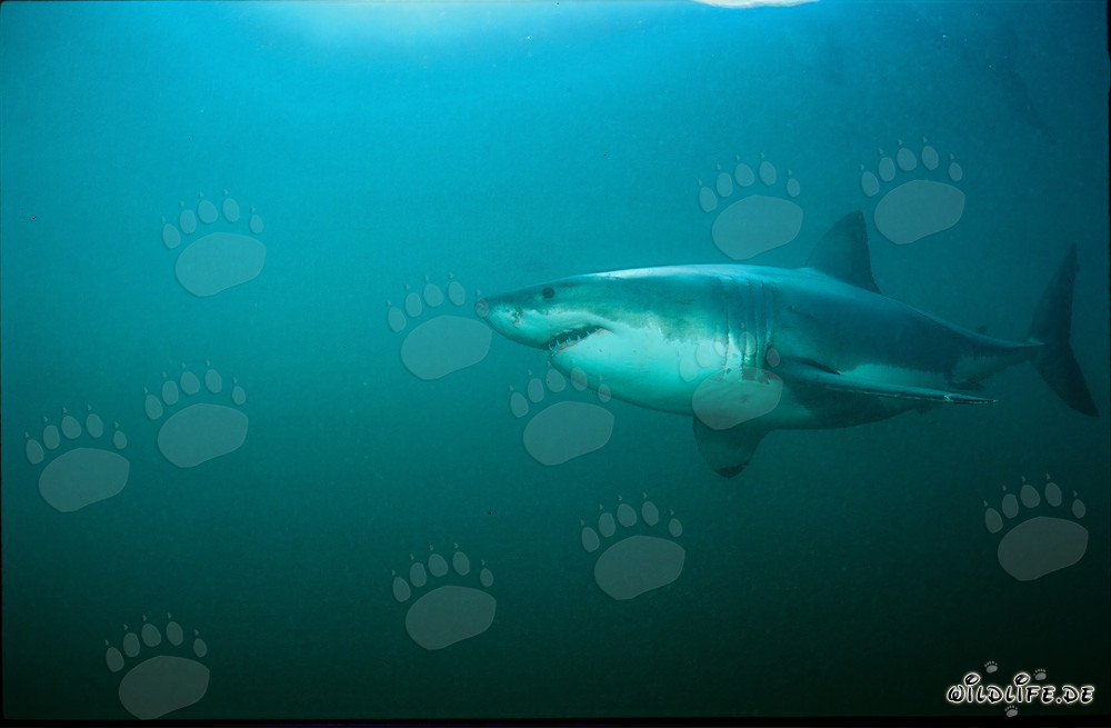 Fascinating Great White Shark off the coast of South Africa