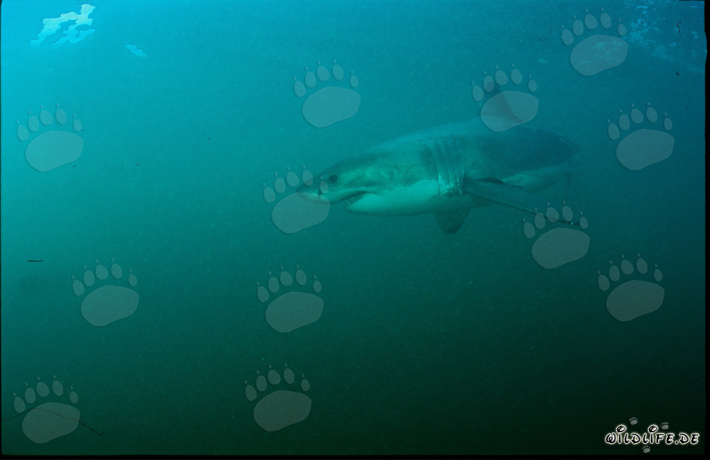 Fascinante super depredador: Gran tiburón blanco frente a la costa de Sudáfrica