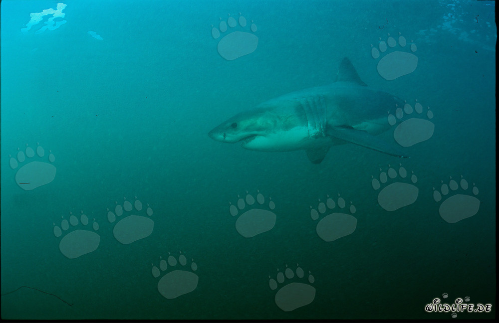 Fascinant super prédateur : Grand requin blanc au large de la côte sud-africaine