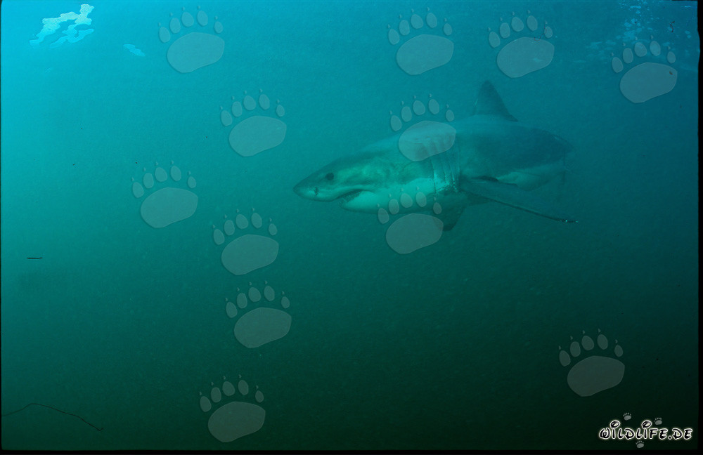 Fascinating Super Predator: Great White Shark off the Coast of South Africa
