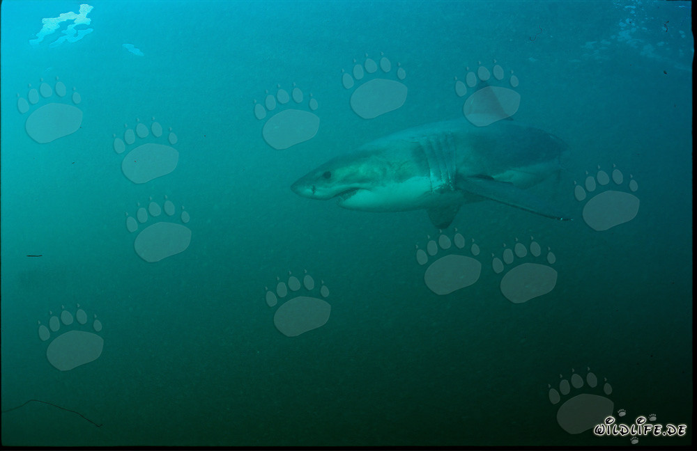 Affascinante super predatore: Squalo bianco al largo della costa sudafricana