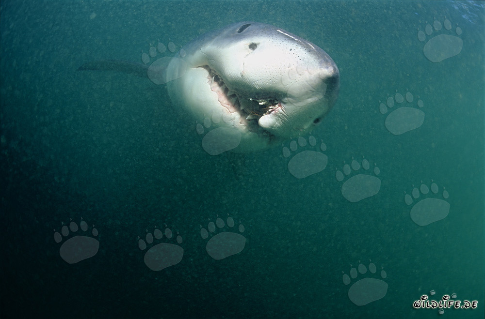 Great White Shark with longline injury