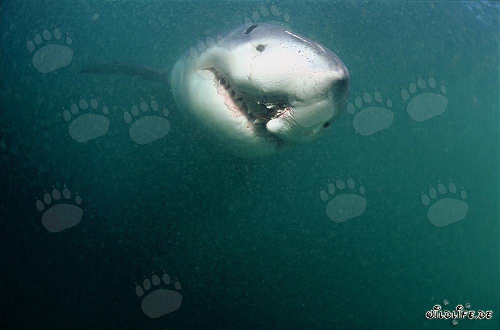 Requin blanc avec blessure de ligne de fond