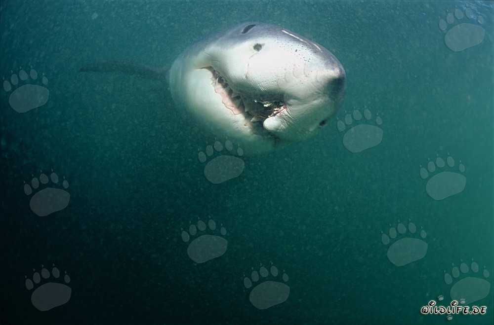 Tiburón blanco con herida de palangre