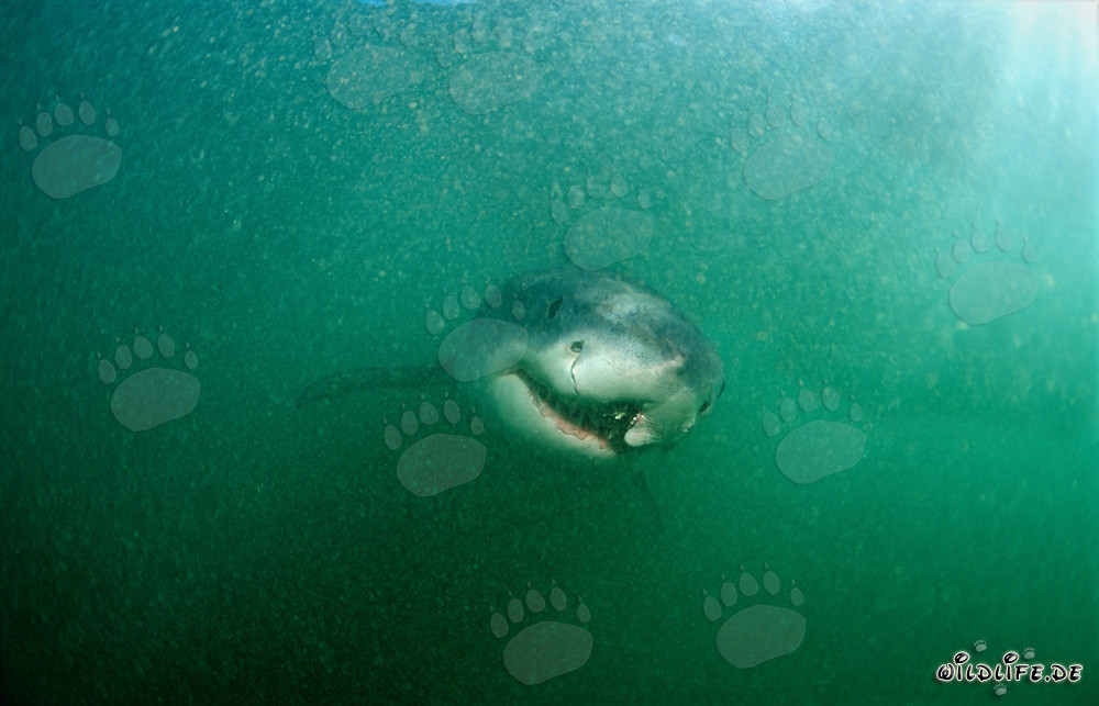 Great White Shark with Healed Longline Injury