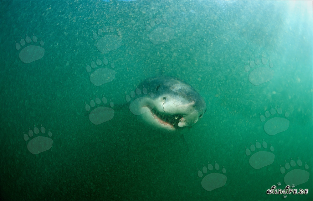 Requin blanc avec une blessure de longline guérie