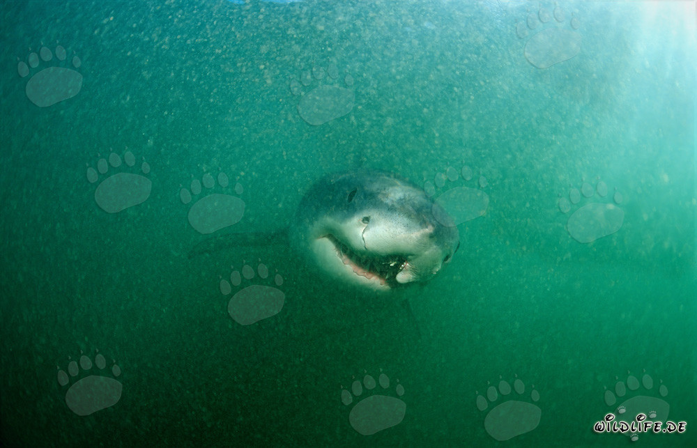 Tiburón blanco con una herida de longline curada