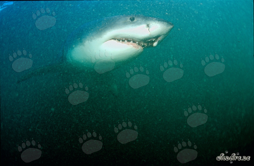 Majestic Great White Shark in front of Geyser Rock in South Africa
