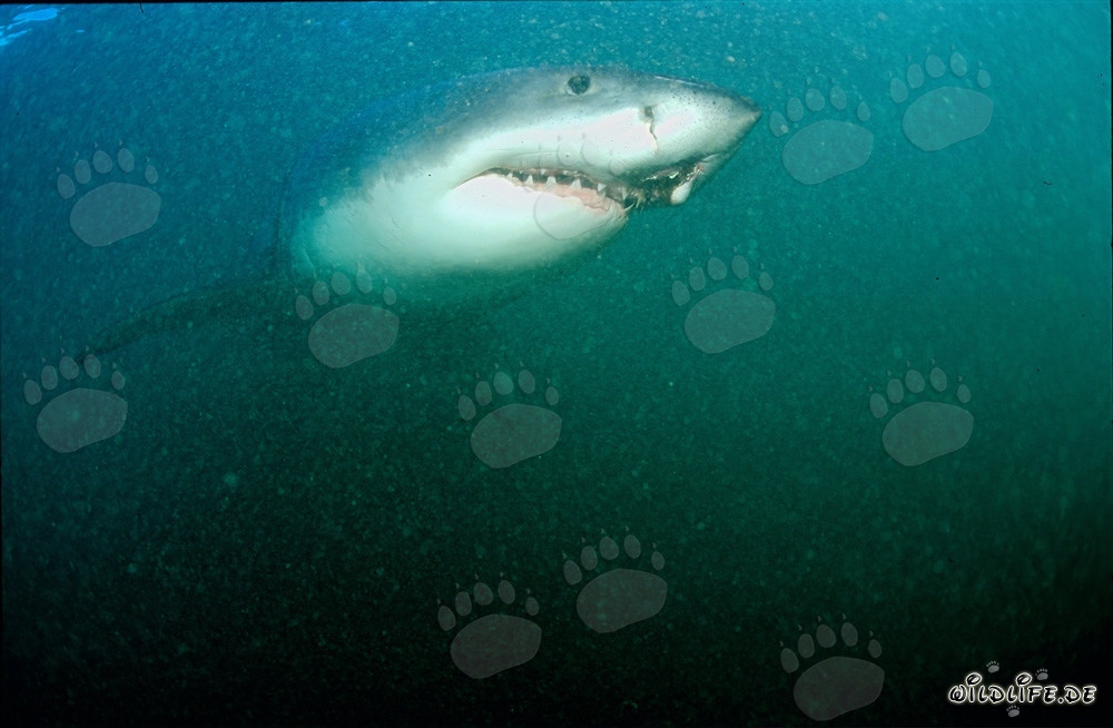 Tiburón blanco majestuoso frente a Geyser Rock en Sudáfrica