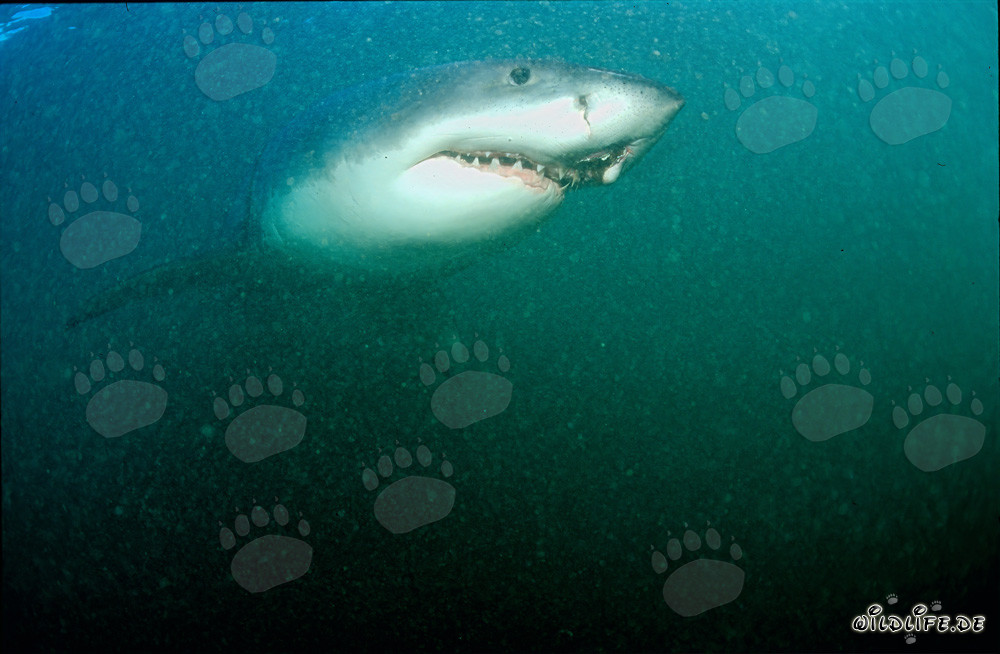 Majestätischer Weißer Hai vor Geyser Rock in Südafrika