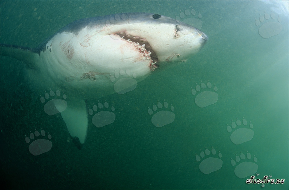 Majestic and menacing: The Great White Shark near Geyser Rock