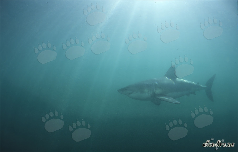 Rayons de soleil sur le grand requin blanc dans l'eau verte