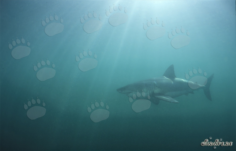 Sunbeams meet the Great White Shark in the greenish water
