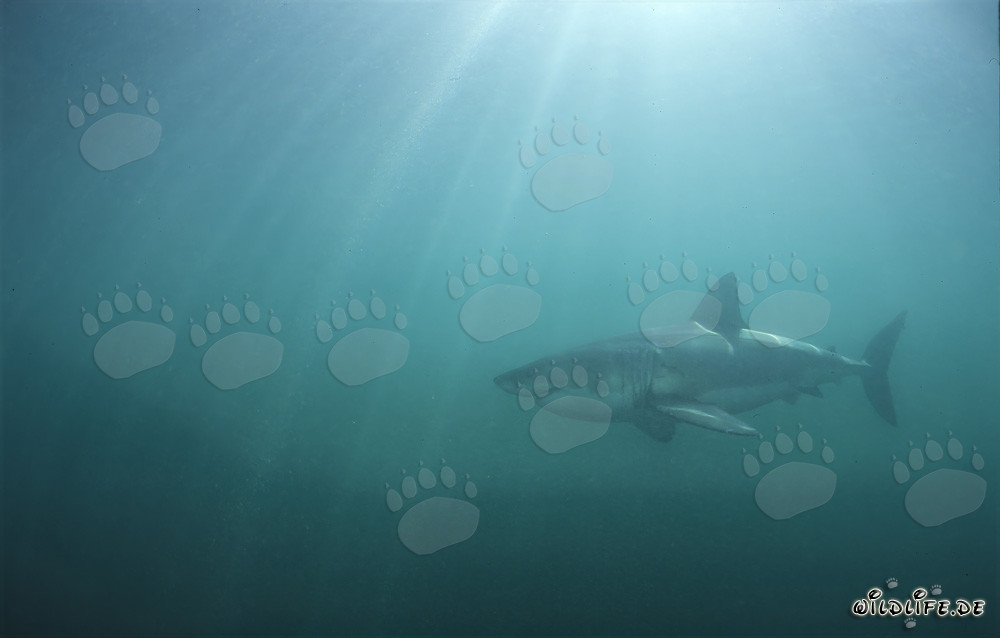 Sonnenstrahlen treffen auf den Weißen Hai im grünen Wasser