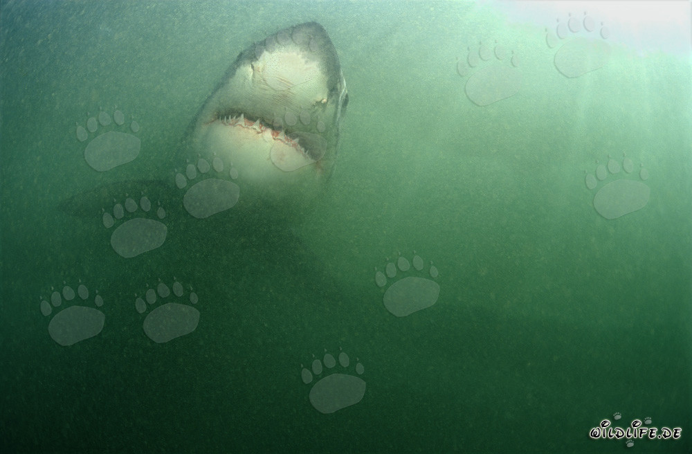 Grand requin blanc imposant entouré de plancton riche
