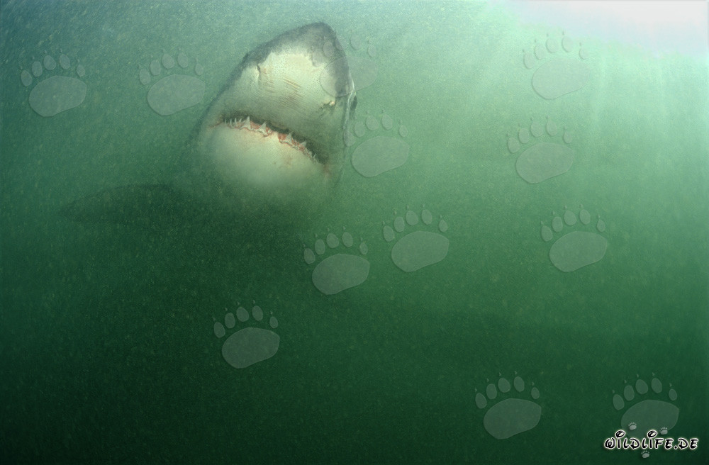 Impressive Great White Shark surrounded by abundant plankton