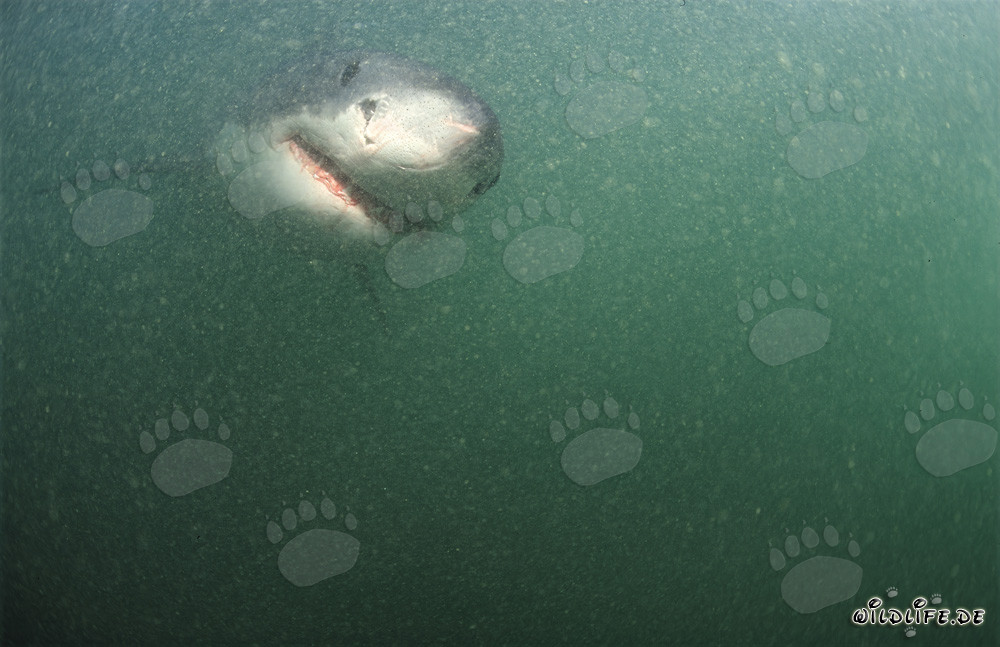 Fascinante Gran Tiburón Blanco en el agua verdosa frente a la costa de Sudáfrica