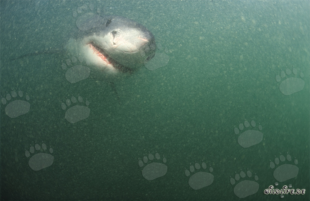 Grand requin blanc fascinant dans l'eau verdâtre au large de la côte sud-africaine