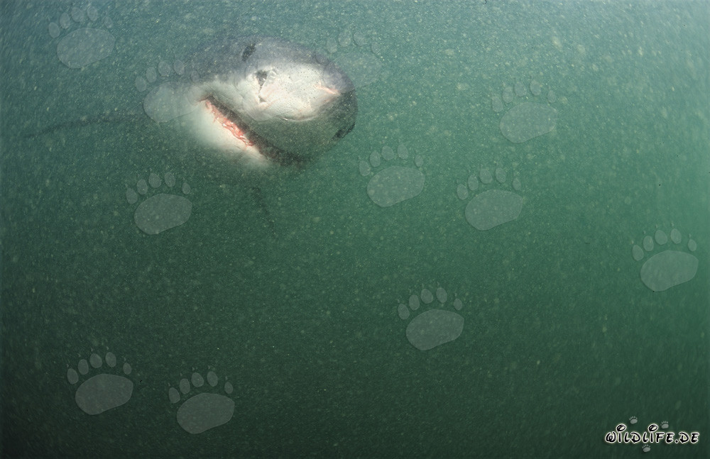 Fascinating Great White Shark in the greenish waters off the coast of South Africa