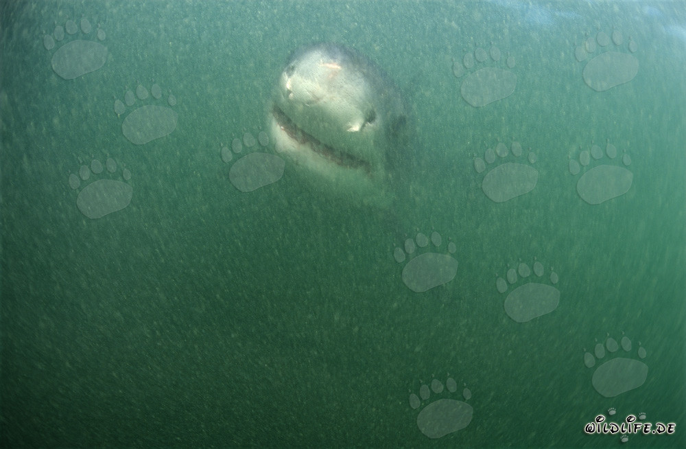 Baby Great White Shark swimming in the murky waters near Dyer Island