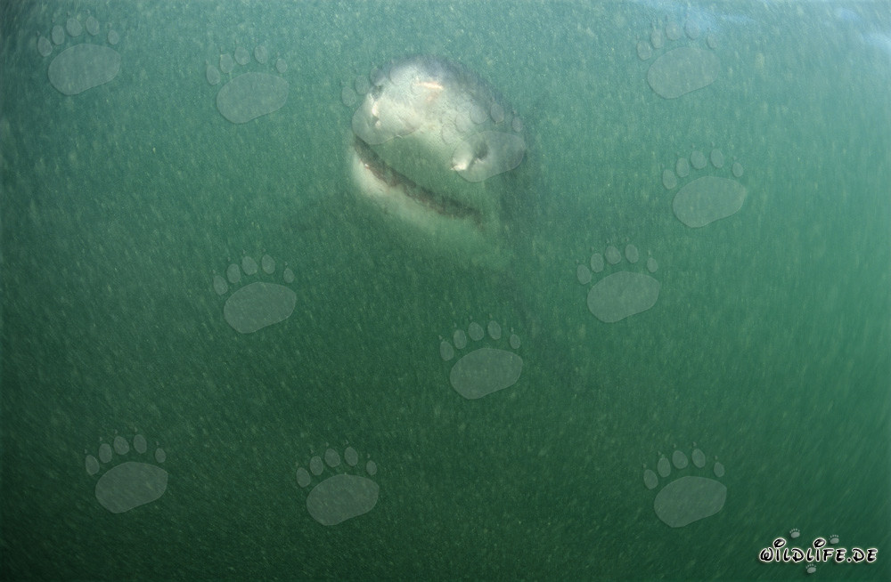 Baby Weißer Hai schwimmt im trüben Wasser vor Dyer Island