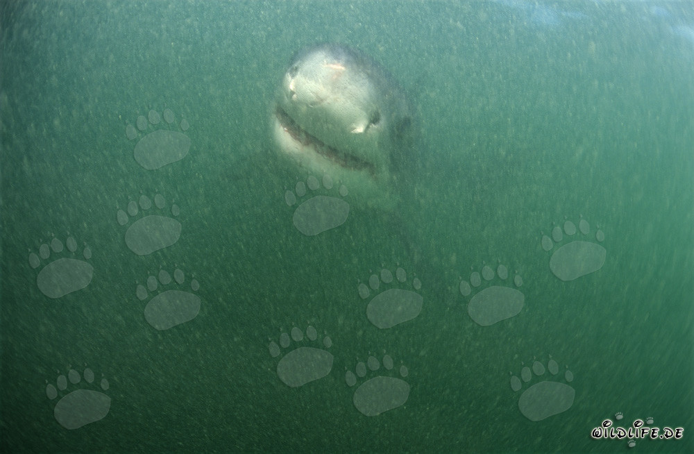 Jeune grand requin blanc nage dans l'eau trouble devant l'île de Dyer