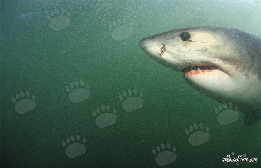 Portrait fascinant d'un grand requin blanc sous l'eau