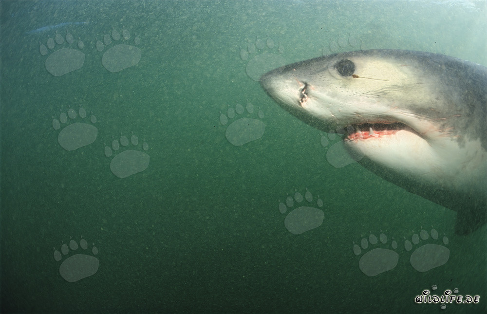 Fascinating close-up of a Great White Shark's head underwater