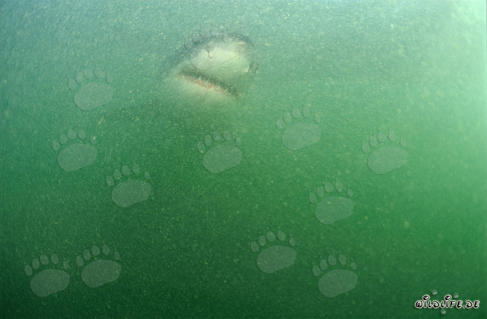 Baby Great White Shark in Plankton-Rich Water