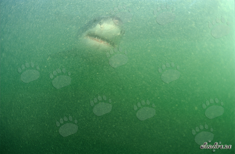 Baby Weißer Hai im planktonreichen Wasser