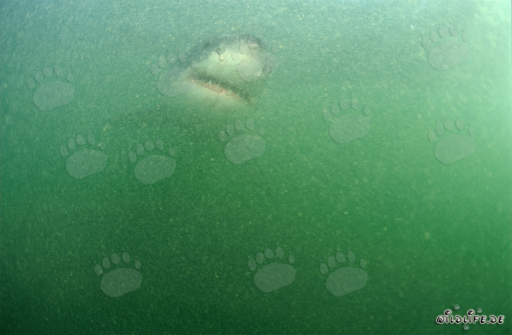 Jeune requin blanc bébé dans l'eau riche en plancton