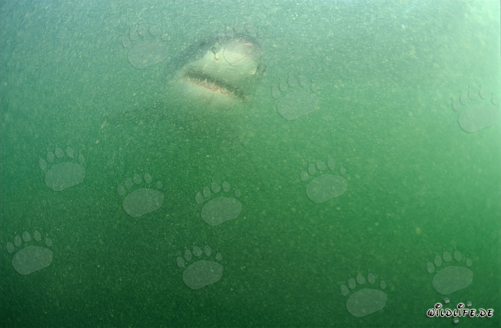 Bebé tiburón blanco en el agua rica en plancton